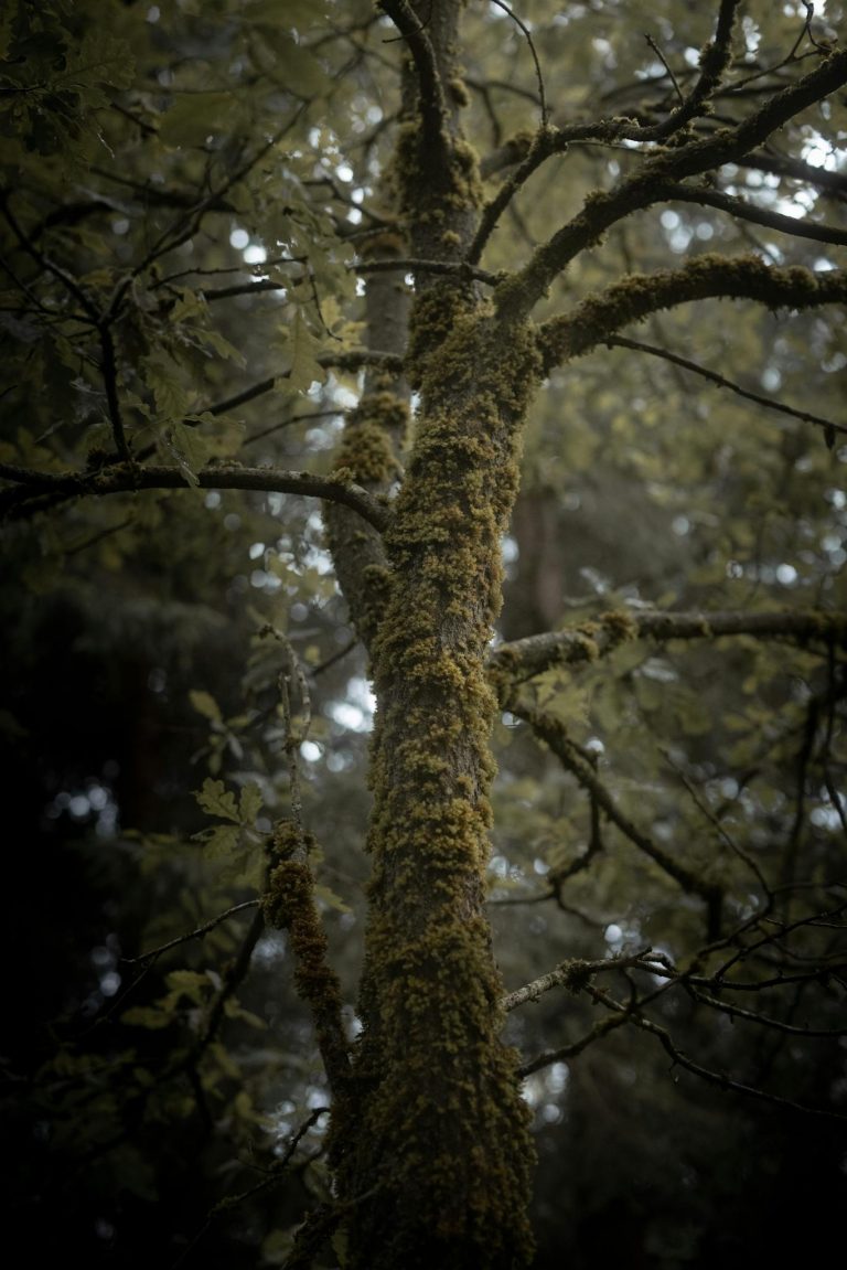 A Tree Trunk With Moss